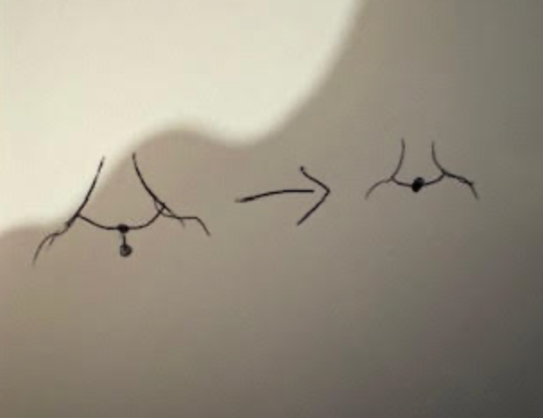 Commande personnalisée X Marion